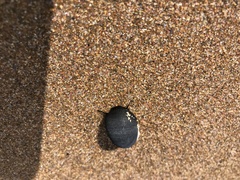 Nerita melanotragus
