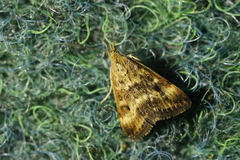 Pyrausta despicata