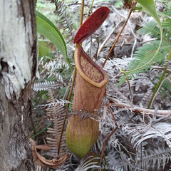 Nepenthes mirabilis
