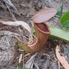 Nepenthes mirabilis