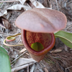 Nepenthes mirabilis