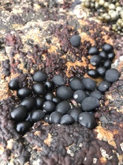 Nerita melanotragus