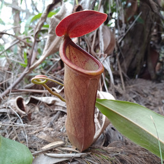 Nepenthes mirabilis