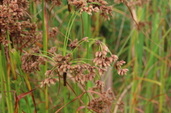 Scirpus