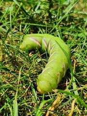Sphinx ligustri
