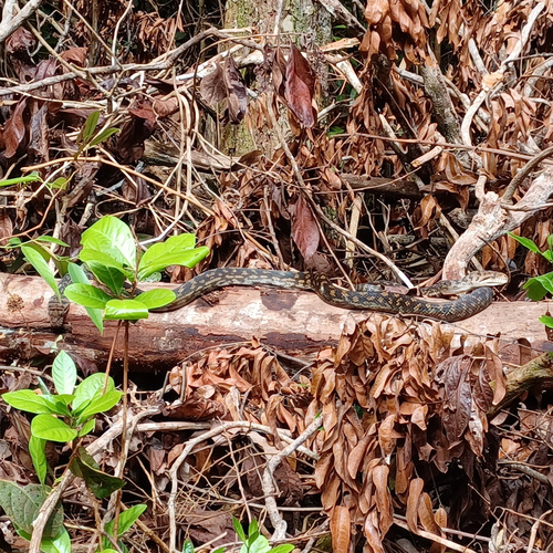 Australian Scrub Python sighting