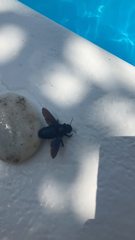 Xylocopa violacea