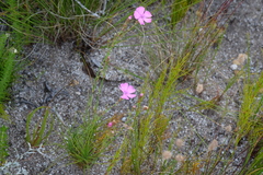 Dianthus albens