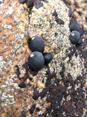Nerita melanotragus