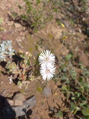 Drosanthemum