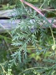 Artemisia gmelinii