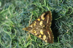 Pyrausta purpuralis