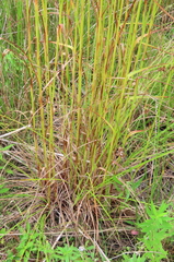 Scirpus