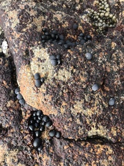 Nerita melanotragus
