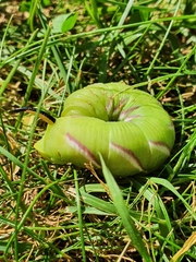 Sphinx ligustri