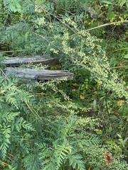 Artemisia gmelinii
