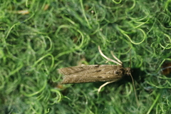 Phycitodes binaevella