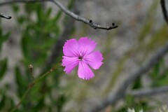 Dianthus albens