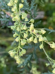 Artemisia gmelinii