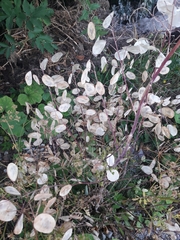Lunaria annua