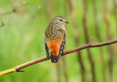 Pardalotus punctatus