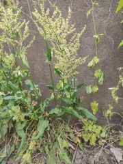 Rumex acetosa
