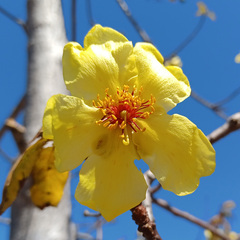 Cochlospermum gillivraei
