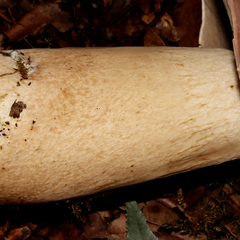 Tylopilus