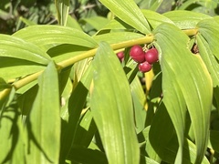 Polygonatum