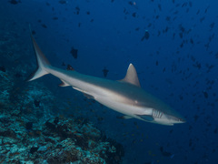Carcharhinus amblyrhynchos
