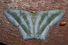 Maxates thetydaria
