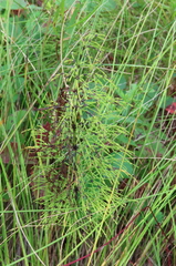 Equisetum