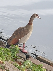 Alopochen aegyptiaca