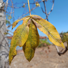 Cochlospermum gillivraei