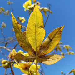 Cochlospermum gillivraei