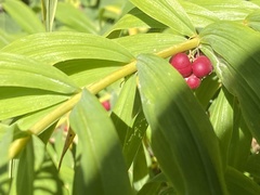 Polygonatum