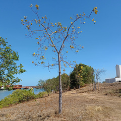Cochlospermum gillivraei