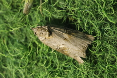 Nycteola asiatica