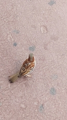 Passer domesticus