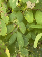 Spiraea media