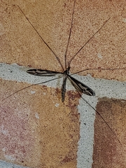 Tipula furca