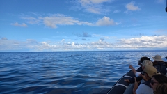 Balaenoptera borealis