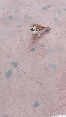 Passer domesticus