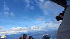 Balaenoptera borealis