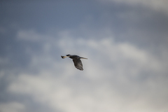 Coracina novaehollandiae