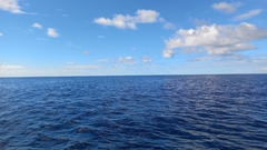 Balaenoptera borealis