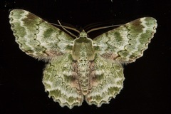 Pingasa subviridis