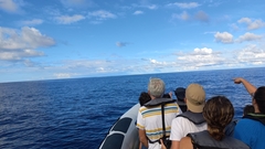 Balaenoptera borealis