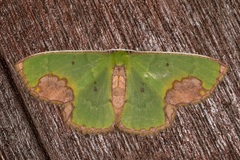 Spaniocentra apatelloides