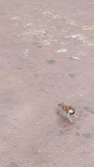 Passer domesticus